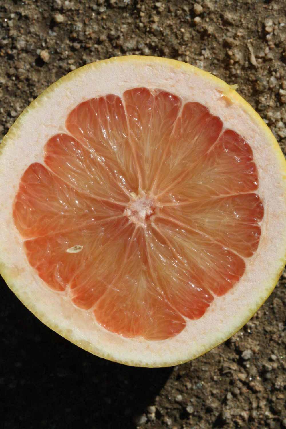              Fruit cross-section (Riverside, CA)       
